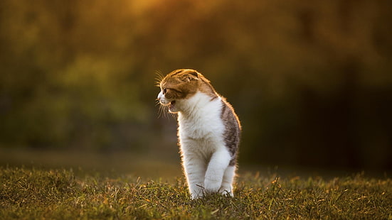 ขนสั้นสีขาวและน้ำตาลสุนัขหญ้าแมวสัตว์, วอลล์เปเปอร์ HD HD wallpaper