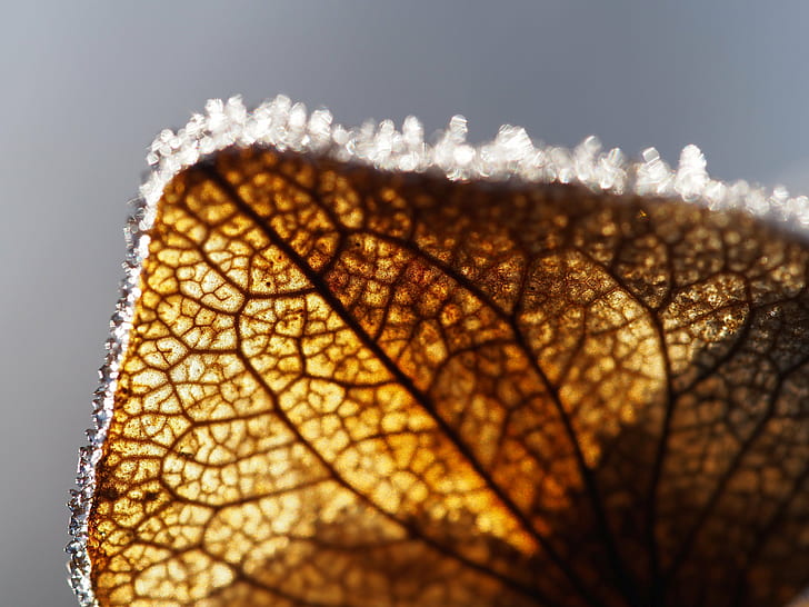 brown leaf close up photography, brown, leaf, close up photography, blatt, eis, frost, frosty, icy, winter, reif, macro, makro, nature, close-up, backgrounds, drop, HD wallpaper