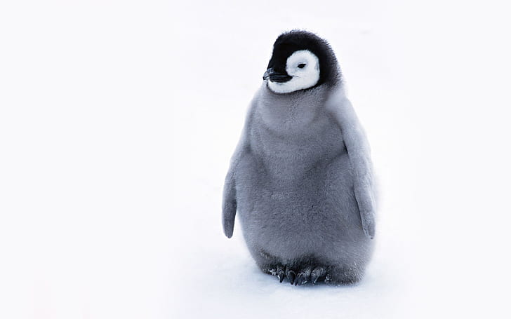 Cute Baby Penguins, Lovely, cute baby pinguini, adorabile, Sfondo HD