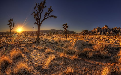 дървета, пустиня, Аризона, природа, САЩ, HD тапет HD wallpaper