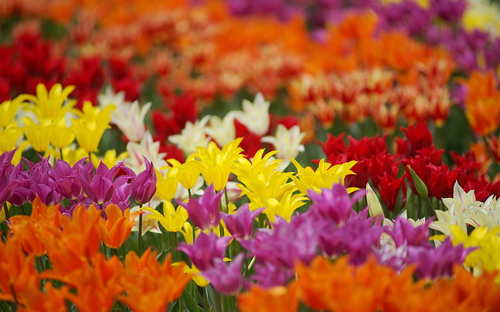 assorted-color tulip flower field, field, flowers, colored, tulips, red, white, lilac, initie, HD wallpaper