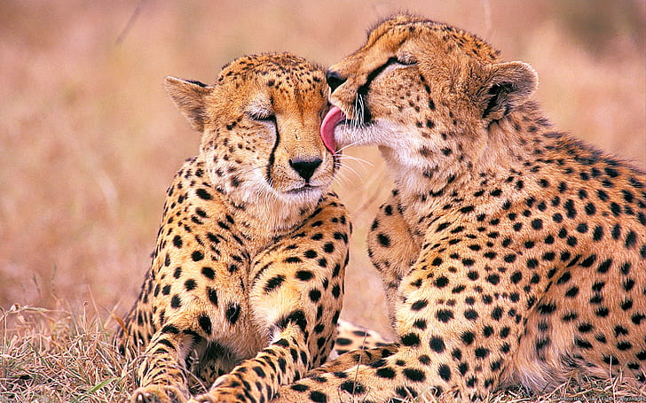 Sydafrikanska geparder, två geparder, söder, geparder, afrikanska, HD tapet