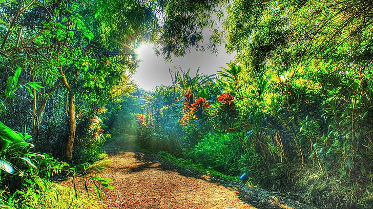 lukisan tanaman berdaun hijau, air tropis, hutan tropis, Hawaii, pulau Maui, Maui, pohon-pohon palem, pantai, air terjun, Wallpaper HD