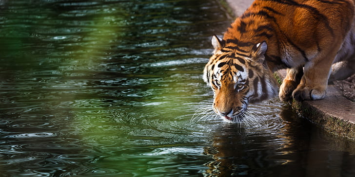 Tiger, 4k, animals, reflection, water, HD wallpaper | Wallpaperbetter