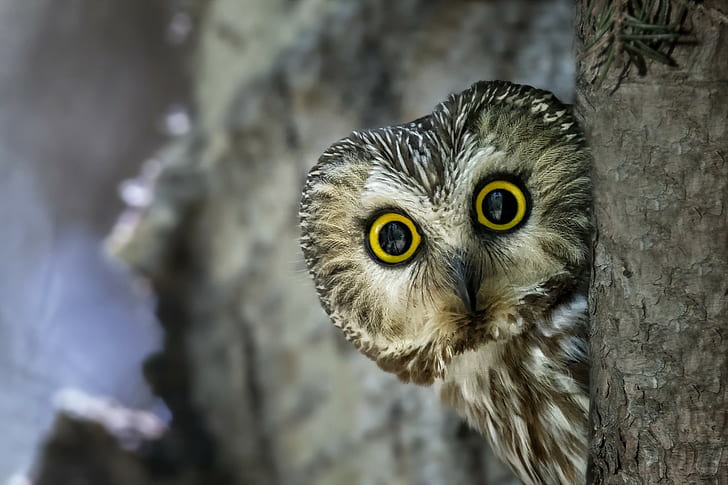Owl bird amazing, búho gris y marrón, búho, pájaro, naturaleza, Fondo de pantalla HD
