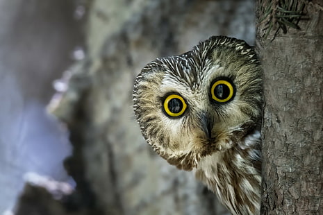 Owl bird amazing, gray and brown owl, owl, bird, nature, HD wallpaper HD wallpaper
