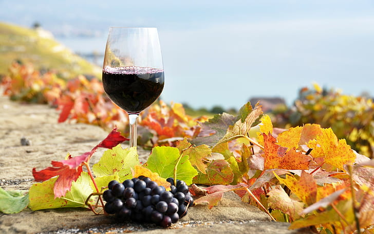 Glass of wine, vineyard, vineyard, Glass of wine, HD wallpaper