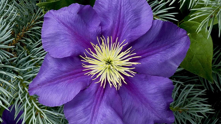 фиолетовый цветок с лепестками, природа, растения, цветы, фиолетовые цветы, клематисы, HD обои