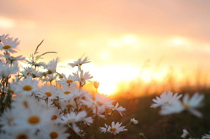 white petaled flower, daisies, flowers, blur, HD wallpaper