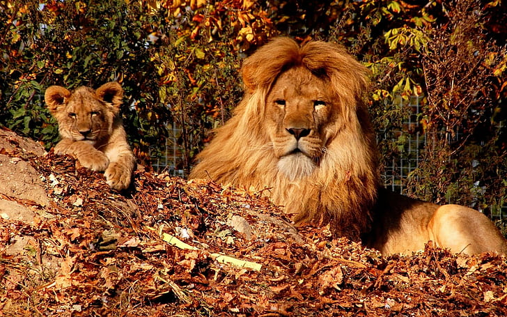 Bapa Singa, ayah singa, pohon, kecil, singa, binatang, Wallpaper HD