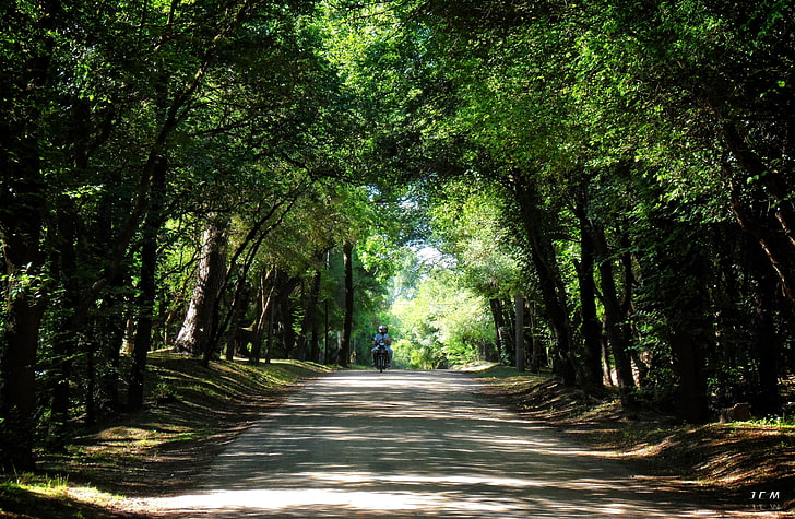 fotógrafo uruguai caminho arbres floresta, HD papel de parede