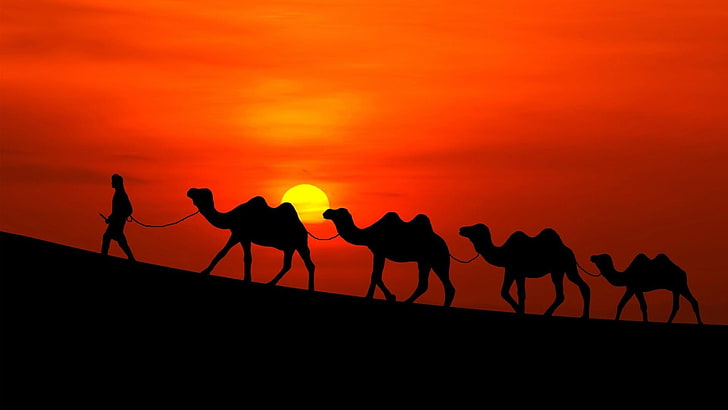 chameau, silhouette, ciel, paysage, désert, sahara, coucher de soleil, ciel rouge, coucher de soleil rouge, caravane de chameaux, caravane, Fond d'écran HD