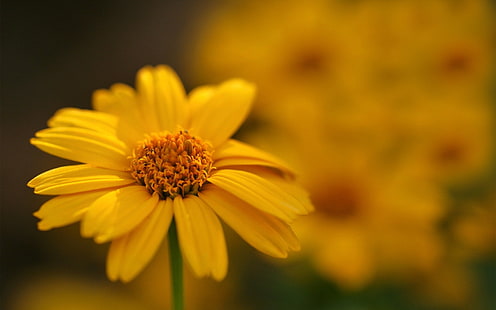 yellow petaled flower, flowers, macro, nature, blurred, plants, HD wallpaper HD wallpaper