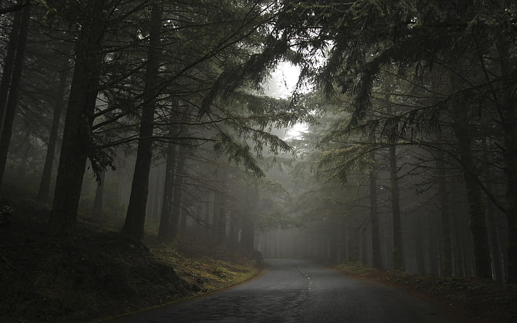 road in between trees during cloudy day, nature, landscape, mist, forest, road, hills, morning, trees, dark, HD wallpaper
