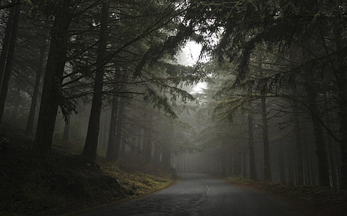 дорога между деревьями в пасмурный день, природа, пейзаж, туман, лес, дорога, холмы, утро, деревья, темнота, HD обои HD wallpaper