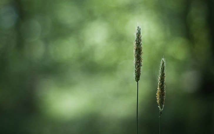 Gras, Blendung, Licht, Stiel, HD-Hintergrundbild