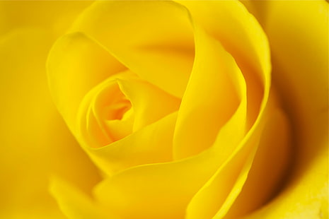 yellow rose, beauty, nature, yellow rose, nikon  d90, petal, flower, close-up, single Flower, macro, rose - Flower, flower Head, backgrounds, plant, HD wallpaper HD wallpaper