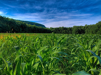 кукурузное поле, поле, кукуруза, цифры, деревья, HD обои HD wallpaper