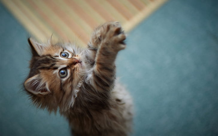 Cute little furry cat, Cute, Little, Furry, Cat, HD wallpaper