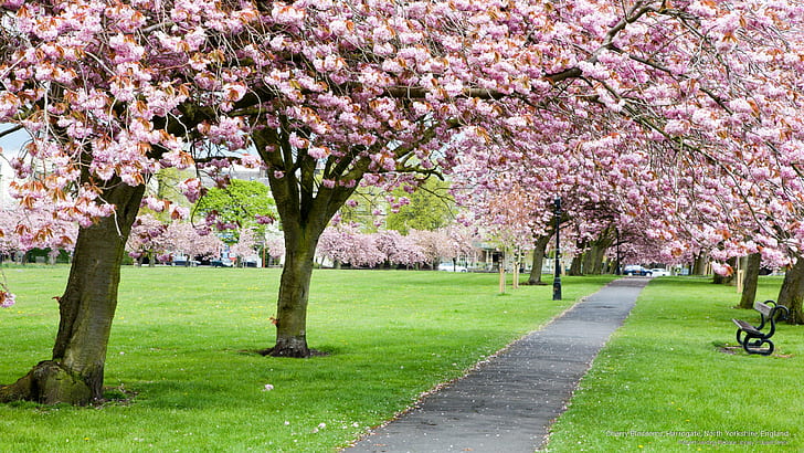 Cherry Blossoms, Harrogate, North Yorkshire, England, Spring/Summer, HD wallpaper
