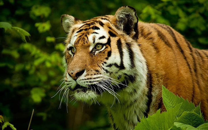 naturaleza, tigre, grandes felinos, animales, Fondo de pantalla HD
