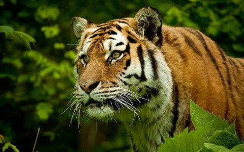 nature, tigre, gros chats, animaux, Fond d'écran HD HD wallpaper