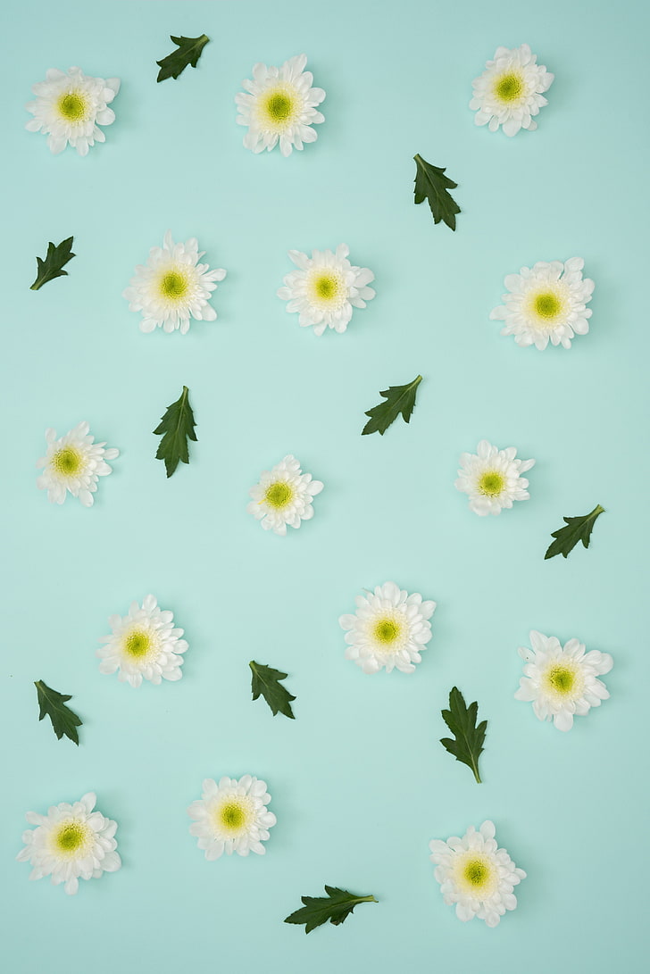 artificial white flowers, chamomile, leaves, minimalism, pastel, HD wallpaper