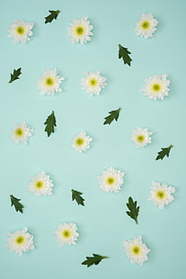flores brancas artificiais, camomila, folhas, minimalismo, pastel, HD papel de parede HD wallpaper