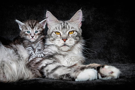 long-fur gray cat with kitten, cat, background, kitty, maine coon, HD wallpaper HD wallpaper