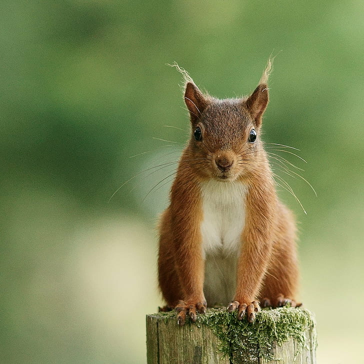 다람쥐의 얕은 초점 사진 나무 줄기, 설치류, 다람쥐, 동물, 포유류, 갈색, 자연, 귀여운, 야생 동물, 모피, 모호한, 찾고, HD 배경 화면