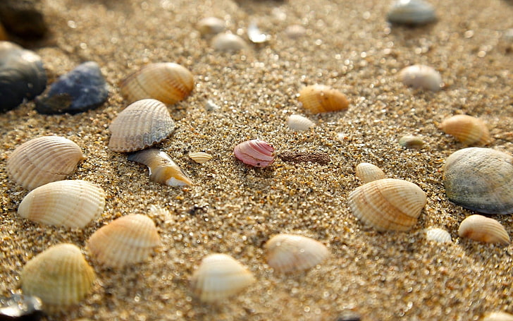 sand, seashells, nature, HD wallpaper