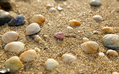 sable, coquillages, nature, Fond d'écran HD HD wallpaper