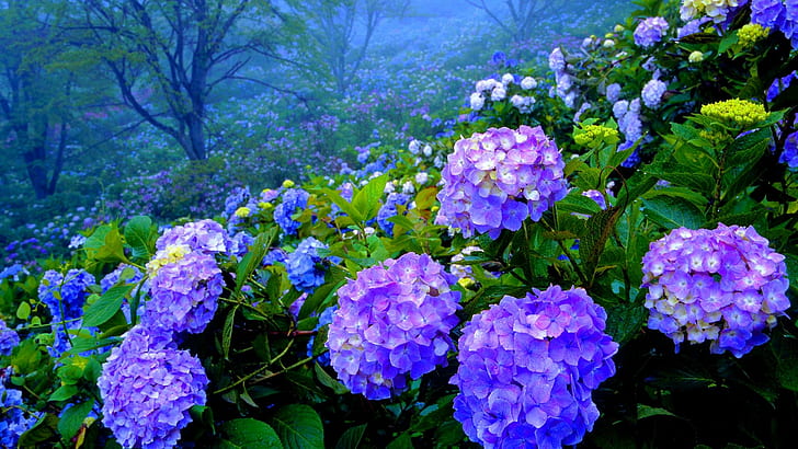 Hydrangea Garden, spring, hydrangea, field, nature, garden, hill, blossoms, nature and landscapes, HD wallpaper