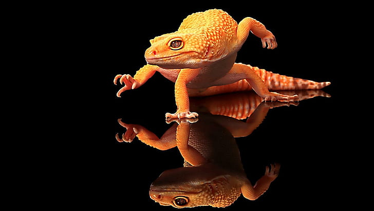 Cool Lizard, reflection, artistic, reptile, lizard, animals, HD wallpaper