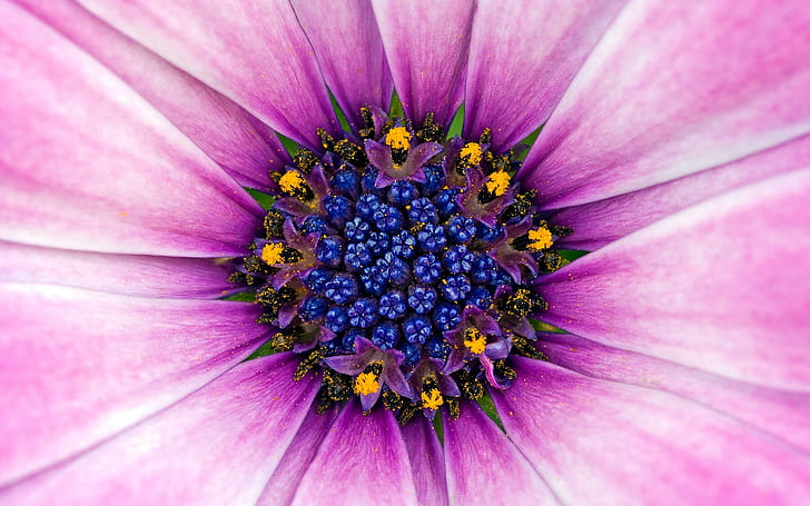 Bunga Ungu Menakjubkan, luar biasa, bunga, ungu, bunga, Wallpaper HD