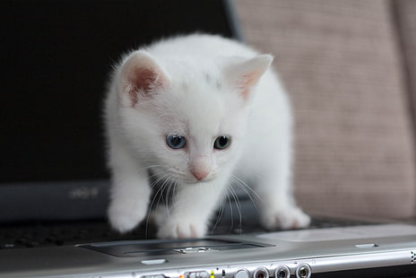 white kitten, kitten, laptop, look, HD wallpaper HD wallpaper