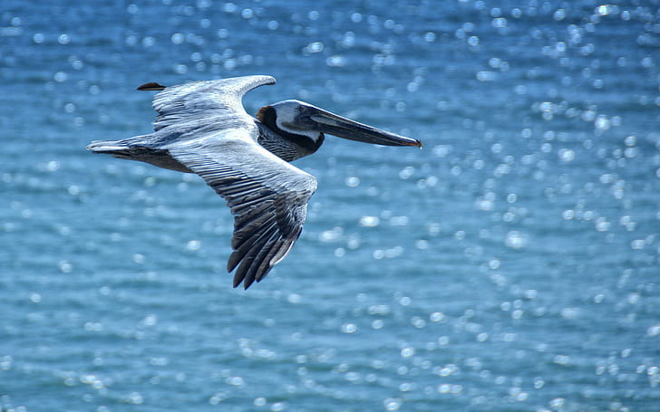 Pelican, water, pelican, birds, animals, nature, blue, oceans, beautiful, HD wallpaper