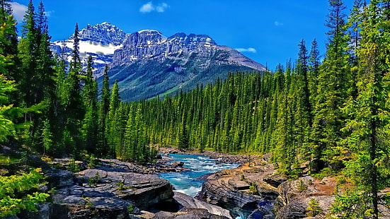 icefields parkway, park narodowy, park narodowy Banff, pustynia, strumień, świerkowy las jodłowy, alberta, Kanada, drzewo, rzeka Mistaya, las, woda, górska rzeka, góra, rezerwat przyrody, rzeka, kanion Mistaya, Tapety HD HD wallpaper