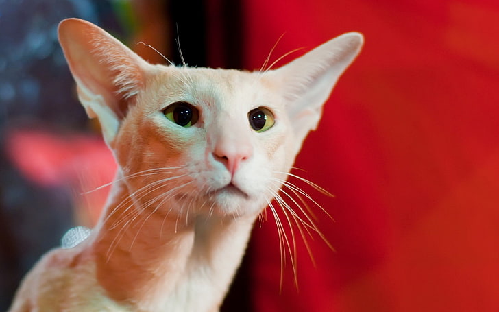 gato naranja, gato, ojos, cara, orejas, Fondo de pantalla HD