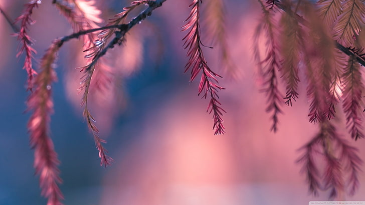 hoja roja, hojas de árbol púrpura y verde durante el día, macro, plantas, Fondo de pantalla HD
