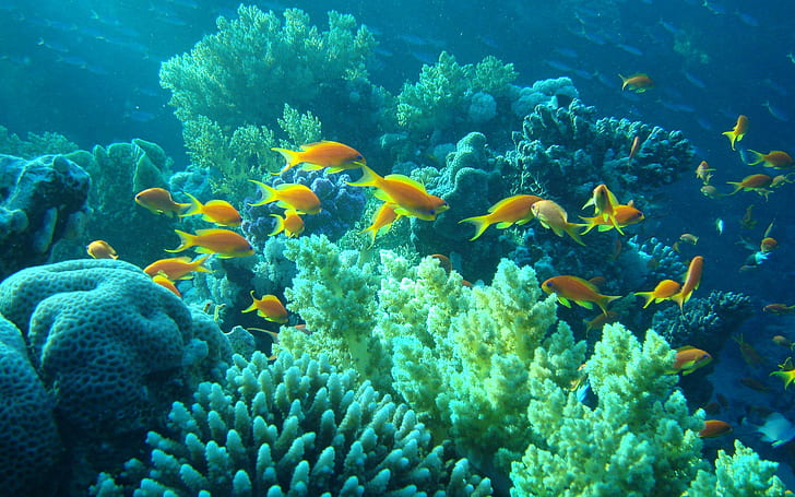 Жълта риба в морето, ята оранжеви риби, животни, 2880x1800, риби, корали, HD тапет