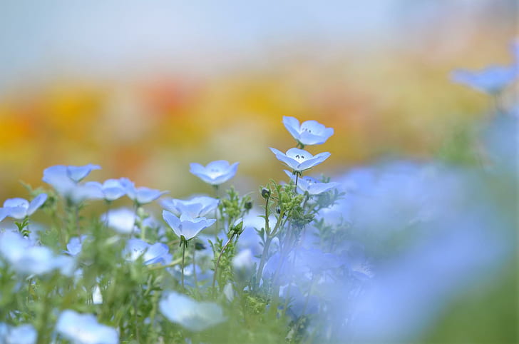 *** Beautiful Delicate ... ***, niebieski, natura, kwiaty, nature et paysages, Fond d'écran HD