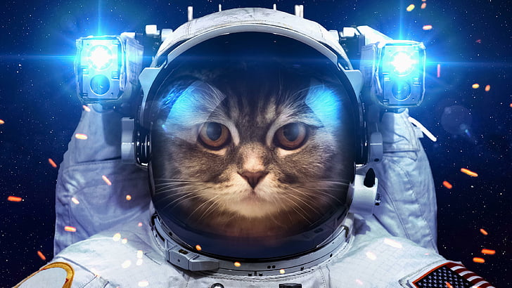 kucing, lucu, pakaian antariksa, luar angkasa, cahaya, Wallpaper HD