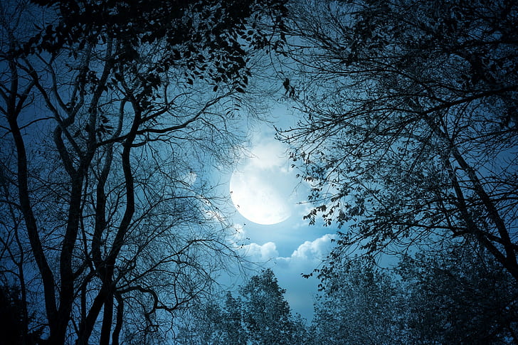 фэнтези арт, деревья, лес, луна, ночь, облака, темнота, лунный свет, голубой, произведение искусства, HD обои