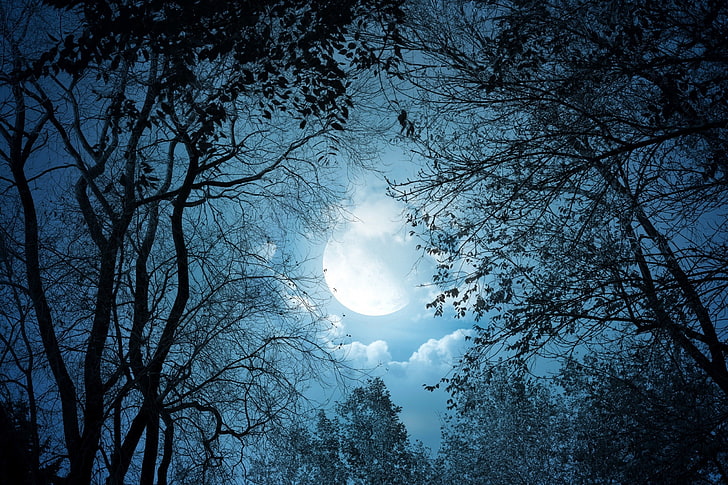 bosque, luz de la luna, luna, noche, árboles, arte de fantasía, nubes, oscuridad, Fondo de pantalla HD