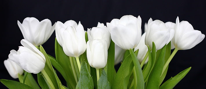 paysage de rose blanche, tulipes, tulipes, tulipes, explorer, rose blanche, paysage, tulpan, tulipe, printemps, fleurs, nature, fleur, pétale, plante, blanc, fraîcheur, printemps, gros plan, fleur, Fond d'écran HD HD wallpaper