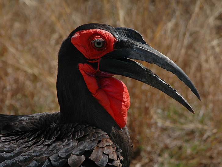 черна и червена пера птица, южна земна носорог, глава, клюн, птица, HD тапет