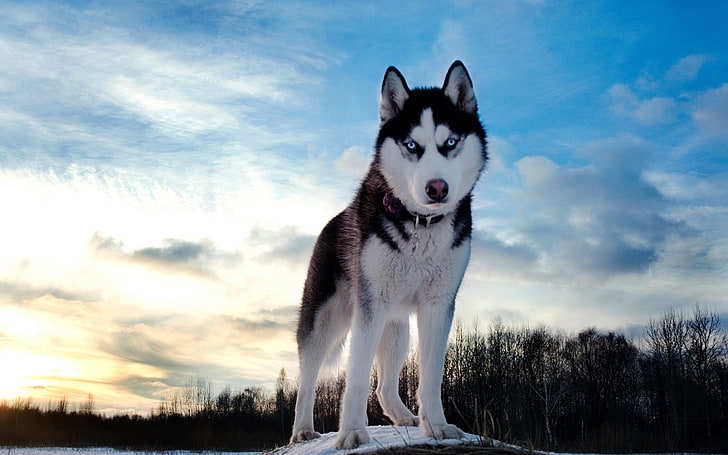 adult black and white Siberian husky, husky, dog, hill, snow, HD wallpaper