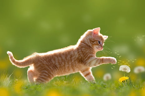 Cats, Cat, Adorable, Animal, Baby Animal, Cute, Dandelion, Field, Kitten, Spring, HD wallpaper HD wallpaper