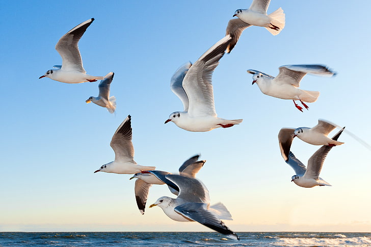 bandada de gaviotas blancas, gaviotas, pájaros, vuelo, mar, Fondo de pantalla HD